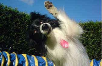 DK Adestramentoitape - Foto 1