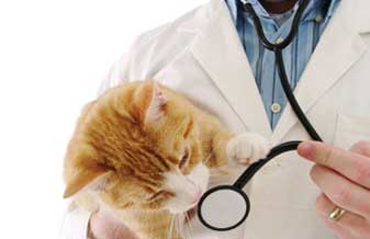 Clínica Veterinária Prontovet - Foto 1