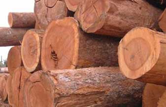 AF COM DE MADEIRAS - Foto 1