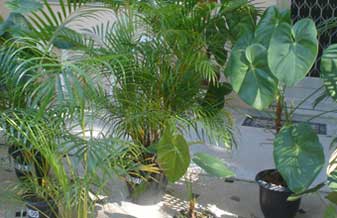 Flora Plantas Ornamentais - Foto 1