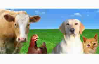 Silva Rações e Conveniência - Foto 1