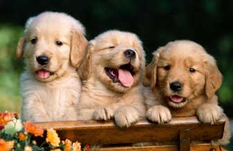 GRO COML. KATRACA RAÇÕES & CONVENIÊNCIAS - Foto 1