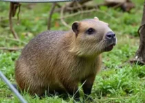 capivara ferida