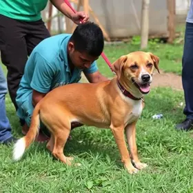 maus-tratos a animais