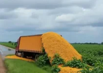 Carreta tomba e derrama carga de soja na Raposo Tavares