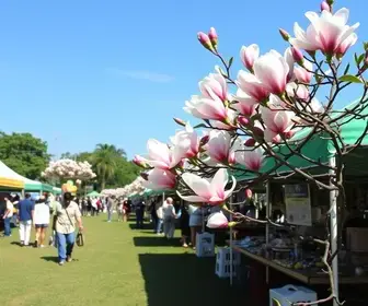 Feira das Magnólias