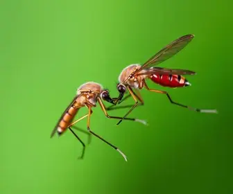 mosquitos do amor